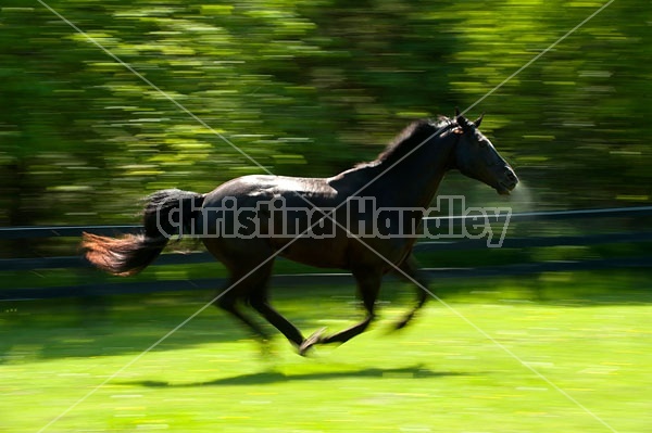 Hanoverian horse galloping around his paddock