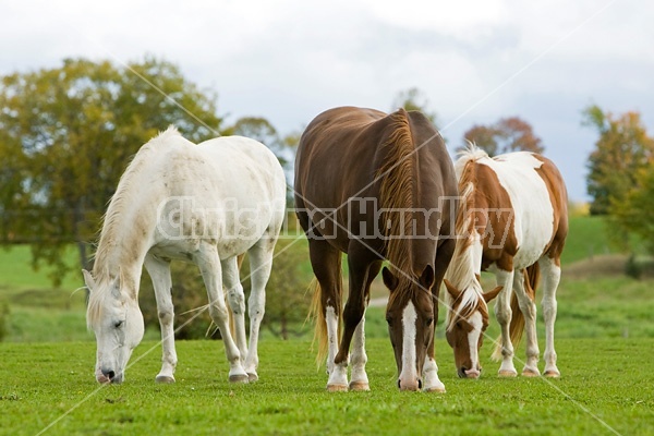 Horses grazing on late summer, early autumn pasture