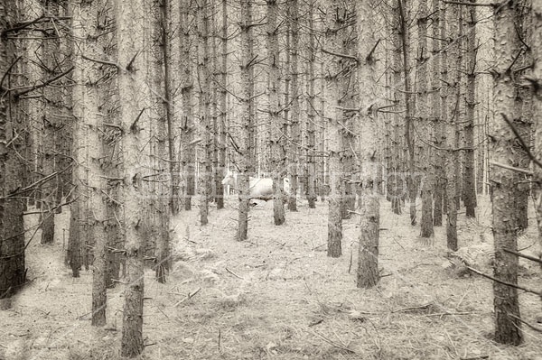 Cattle moving through Red Pine plantation