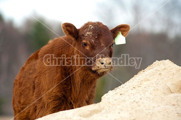 Beef Calves