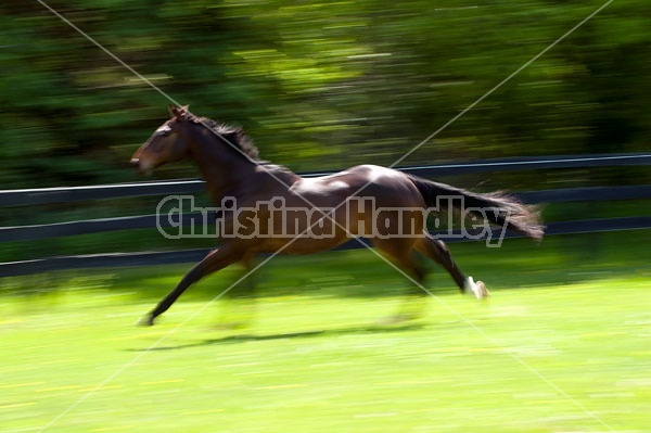 Thoroughbred gelding galloping around his paddock