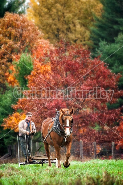 Man driving Belgian draft horse in the fall.