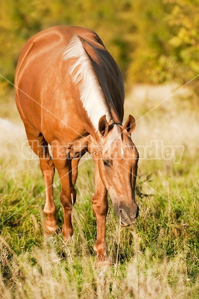 Palomino Quarter Horse