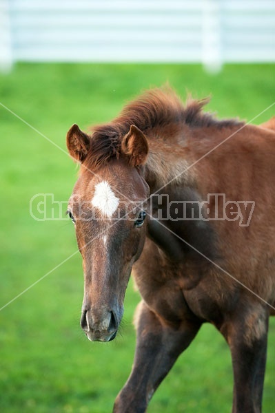 Quarter horse foal