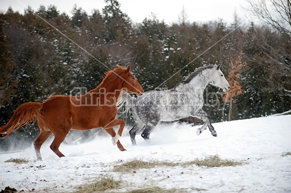 Dapple gray horse and bay horse galloping in deep snow