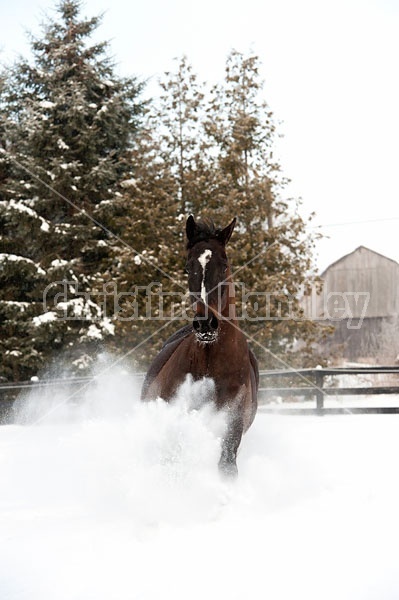 Bay thoroughbred horse galloping through deep snow