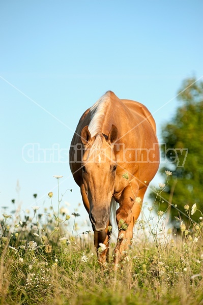 Palomino Quarter Horse