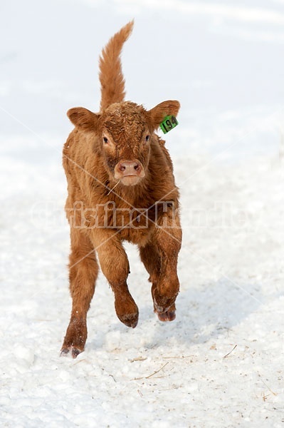 Young Beef Calves Running in the Snow