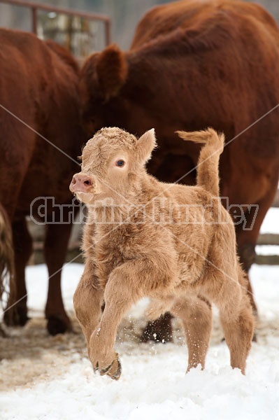 Young Beef Calf