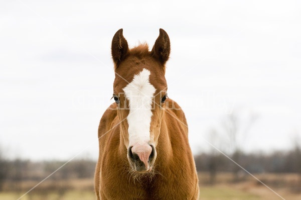 Paint foal portrait