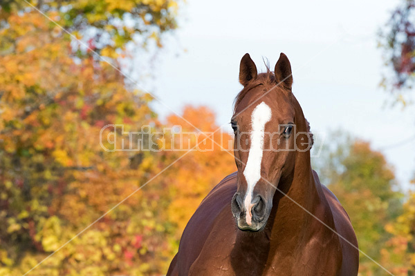 Thoroughbred horse galloping in fenced paddock in the autumn colors