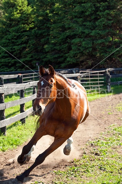 Dutch Warmblood Thoroughbred cross gelding