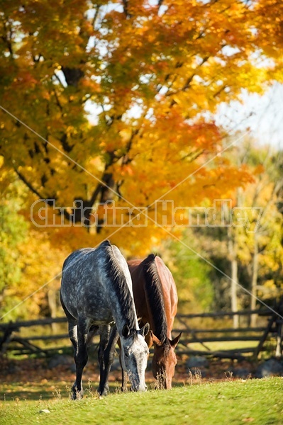 Two horses grazing on autumn pasture