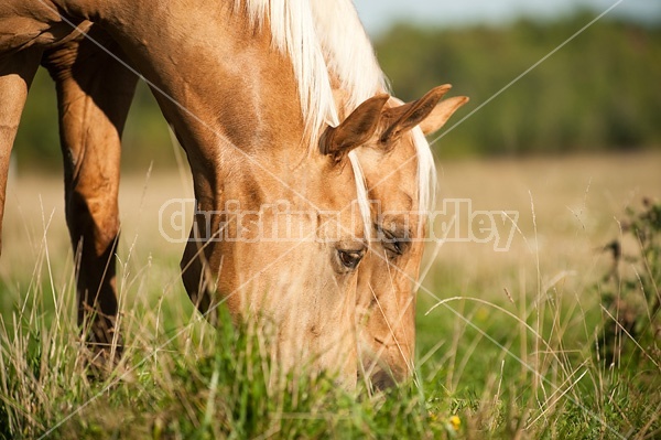 Palomino Quarter Horse