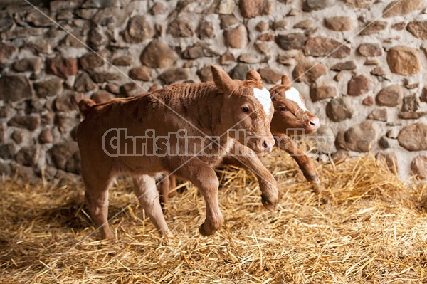 Twin Beef Calves