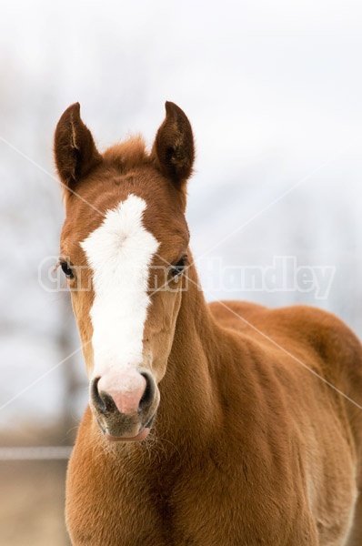 Paint foal portrait