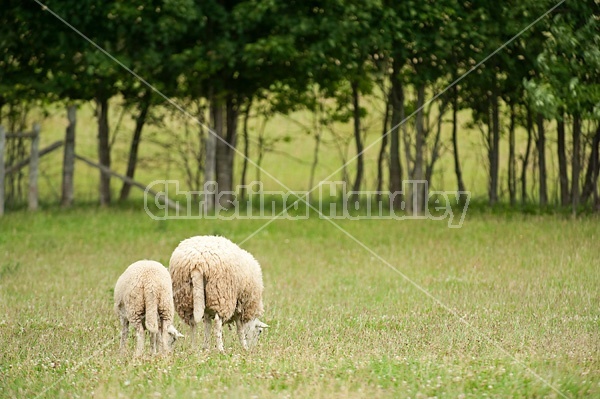 Sheep on summer pasture.