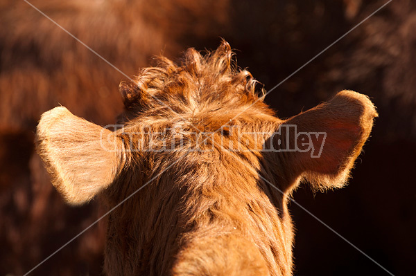 Close-up photo of a cows ear