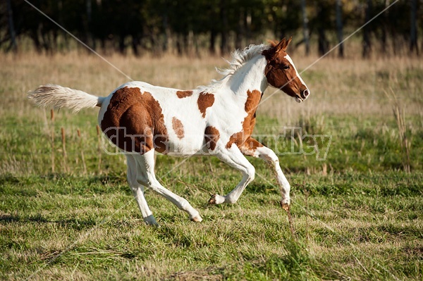 Young paint foal running through field.