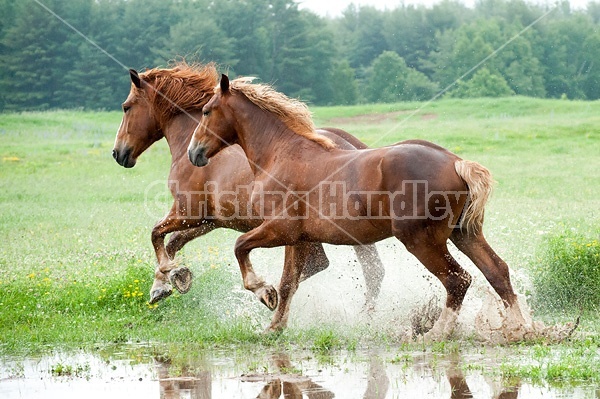 Two Belgian draft horses running through water in the field