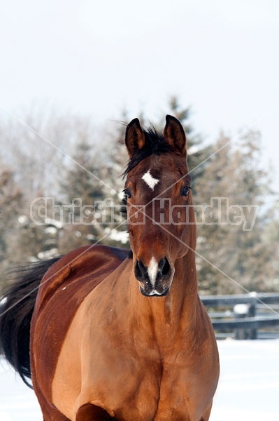 Portrait of a bay horse outside in the snow