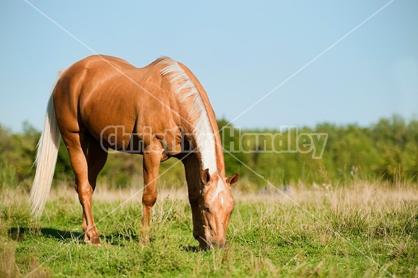 Palomino Quarter Horse