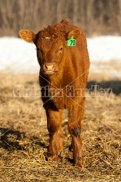 Curious beef calf