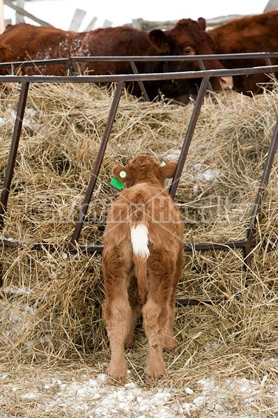 Young Calf Standing at Feeder