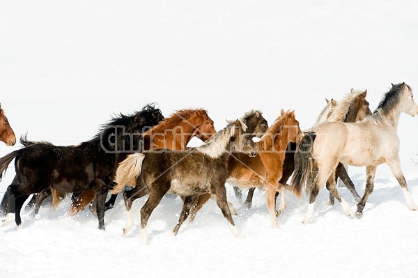 Herd of Rocky Mountain Horses Galloping in Snow