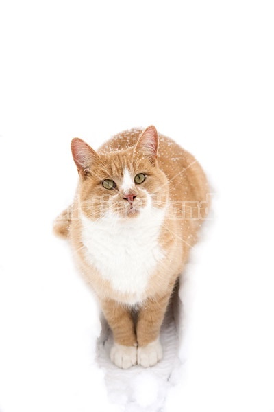 Orange cat sitting in the snow