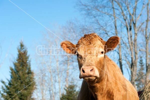 Charolais Cross Heifer 