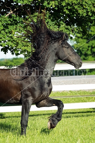 Friesian stallion