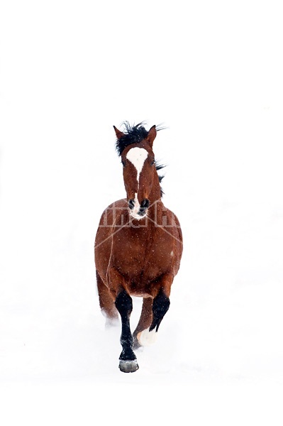 Bay horse in the snow