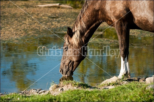 Rocky Mountain Horse