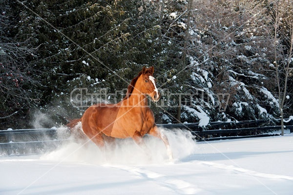 Thoroughbred chestnut horse galloping through the deep snow