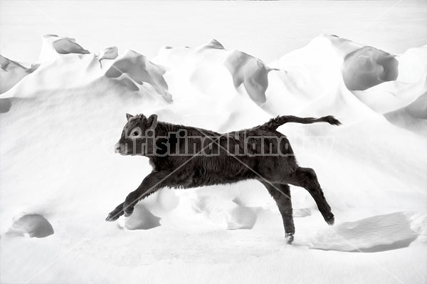 Beef Calf in Snow