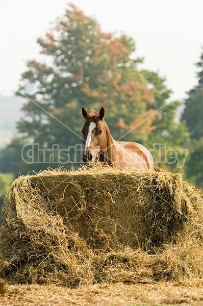 Chestnut Quarter horse eating hay