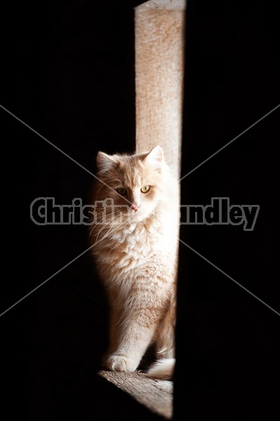 Orange barn cat sitting in barn window