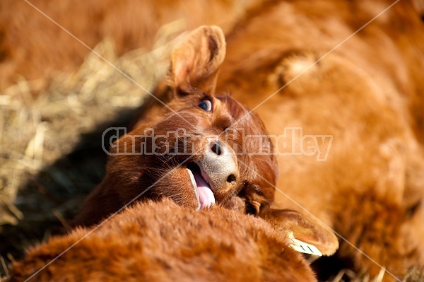 Young beef calves sleeping in the sun