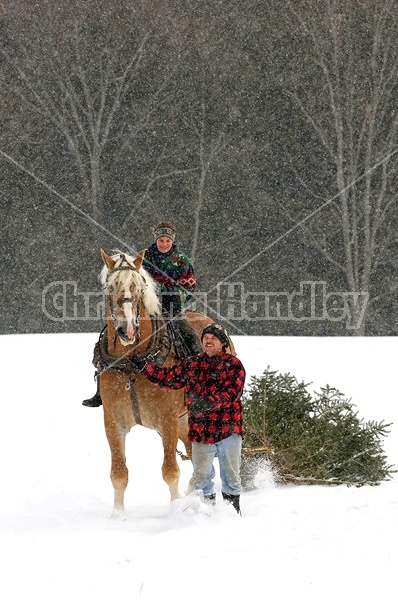 Husband and wife pulling a Christmas tree home with their Belgian horse 