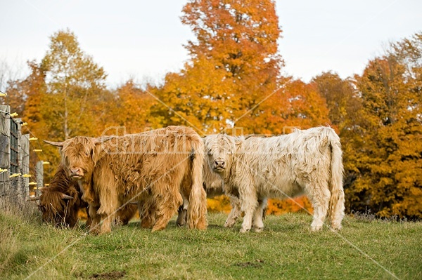 Yearling Highland Cattle on autumn pasture