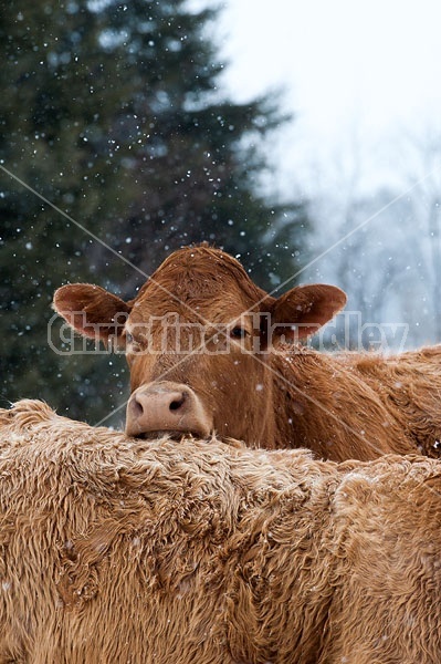 Beef Cattle