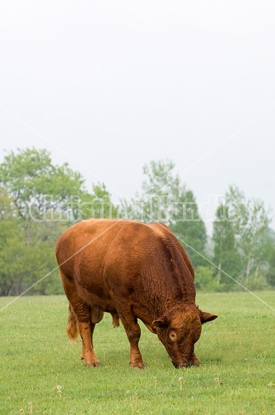 Red Angus bull on springtime pasture