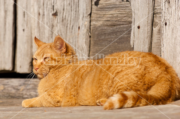 Orange barn cat