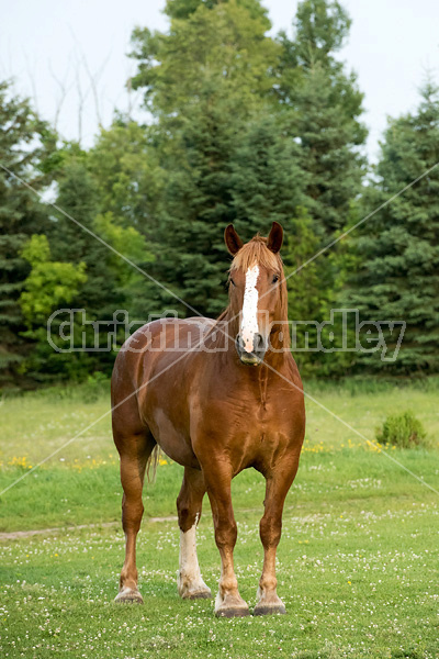 Belgian draft horse