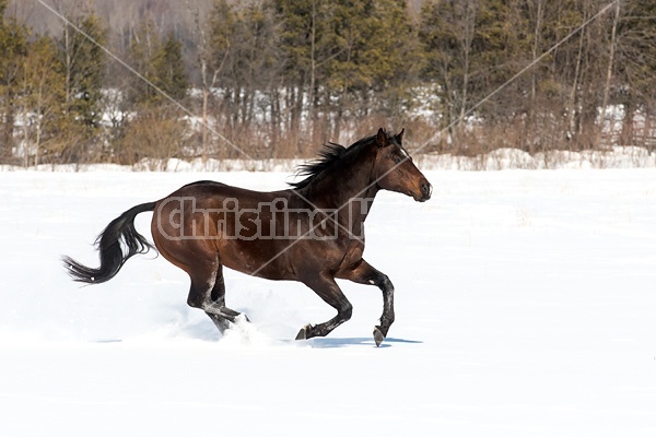 Quarter horse stallion running in deep snow