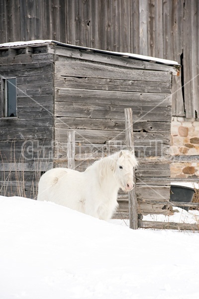 White pony standing in deep snow beside barn