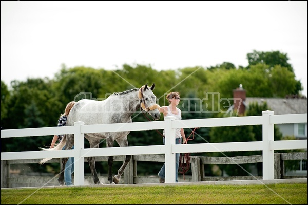 Hunter Jumper Show at Blue Star Farm