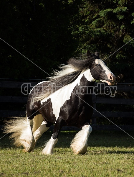 Gypsy horses