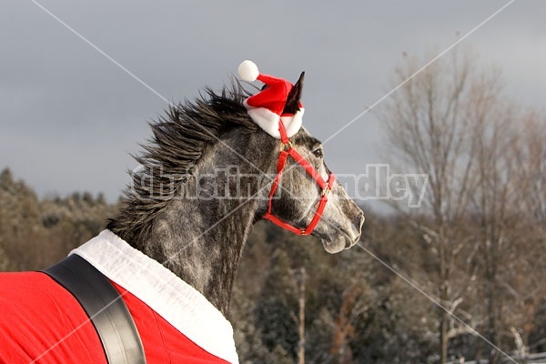 Gray horse wearing Santa Suit